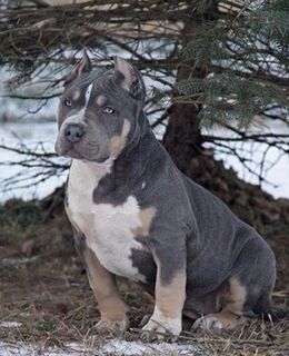 Володька Настырный